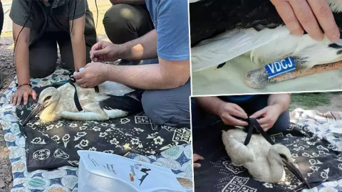 Yaren Leylek ve yavruları devlet takibinde!