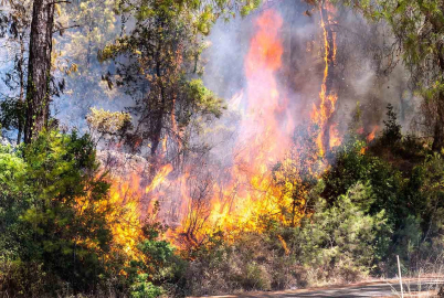 Bursa'da çam ormanı yanıyor!