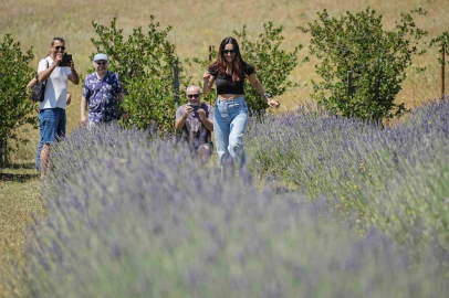 Doğanın kalbinde bir mola: 75 bitkilik şifa durağı