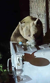 Uludağ’da aç kalan ayı çöplere dadandı