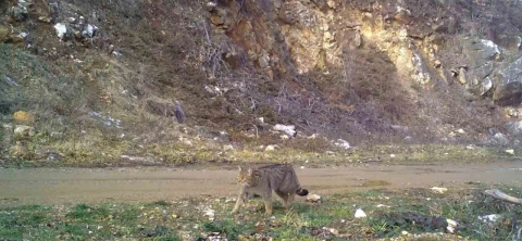 Uludağ’da yaban kedisi fotokapana takıldı