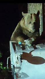 Uludağ'da boz ayı paniği...