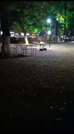 Bursa'da aç kalan domuzlar şehir merkezine indi