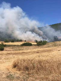 Bursa'da buğday tarlasında çıkan yangın ormana sıçradı