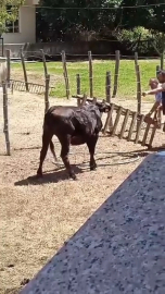 Meraklı ineğin başı sıkıştı