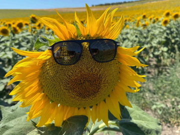 Karacabey ovası sarıya büründü