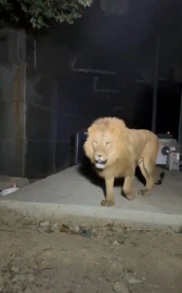 Manavgat’ta dehşet! Aslan uyuyan çiftçiye saldırdı