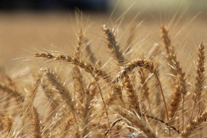 Makarnalık buğdayın fiyatı arttı ekmeklik aynı kaldı