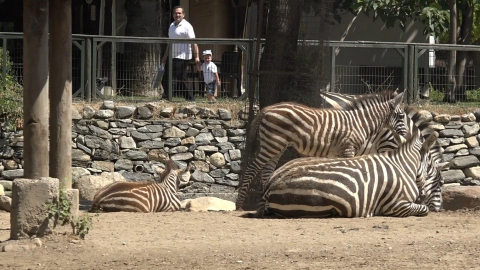 Bursa Hayvanat Bahçesi'nde zebra ailesi genişliyor
