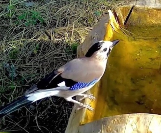 Alakarga Uludağ'da görüntülendi