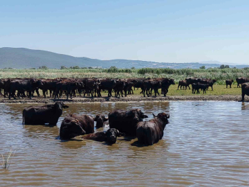 Burası Afrika değil, Bursa