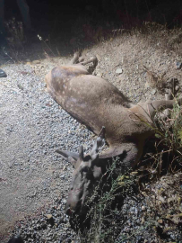 Ormandan çıkıp yola düşen geyik telef oldu