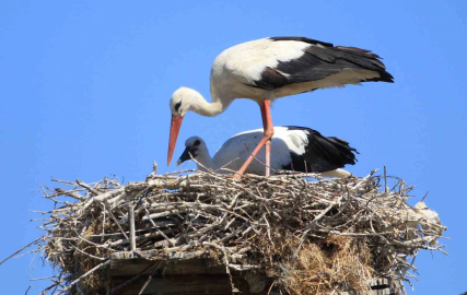 Yaren'i solladı! Karaoğlan Köyü’nde leylek bolluğu