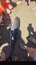 Bursa'da karaya vurdu