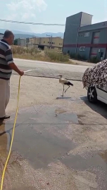 Sıcaktan bunalan leyleğe serinleten sürpriz!