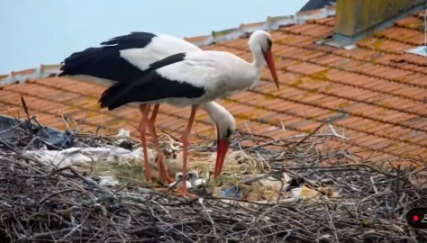Takipli yavru uçtu! Yaren leyleğin yavrusu gökyüzüne ilk adımını attı