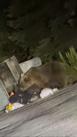 Uludağ’da aç kalan ayılar çöplere dadandı