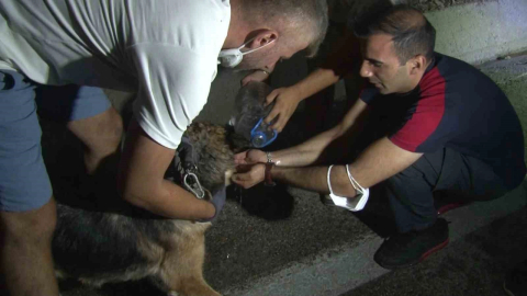 Bursa’daki yangından etkilenen hayvanlar böyle kurtarıldı
