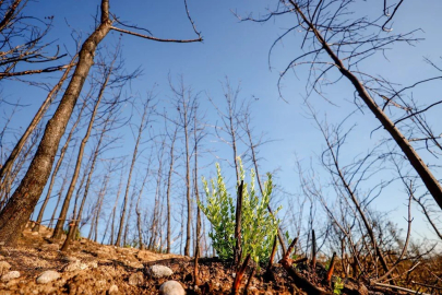 Gürsu'da ağaçlandırma seferberliği için devlet hızla adım atacak