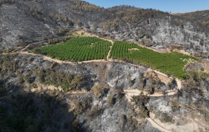 Bursa'da külün ortasında bir mucize