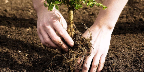 Bursa'da yangın çıkartan 2 kişiye ağaç dikme cezası verildi