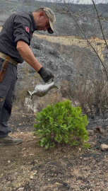 Bursa'da kül olan topraklara ilk fidan dikildi