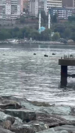 Yağmurla gelen kirlilik: Gemlik Körfezi alarm veriyor