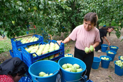 İtalyanlardan öğrenen Bursalı çiftçiler İtalyanları geride bıraktı