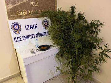 Bahçesinde hint keneviri yetiştiren kişiler tutuklandı