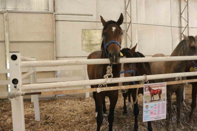 TİGEM’in en yüksek bedelli tayı e-satışla satıldı