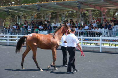 TİGEM tay satışı ve koşulardan bu yıl 500 milyon lira gelir bekliyor