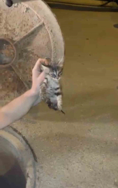 Kanalizasyonda mahsur kalan kedi böyle kurtarıldı