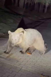 Uludağ’da ayıları görmek isteyen vatandaşlardan tehlikeli hareketler