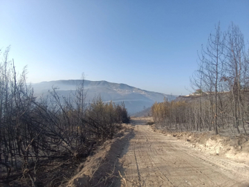 Hatay'da çıkan orman yangını kontrol altına alındı