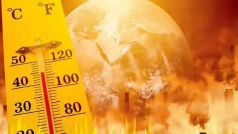 Rekor sıcaklar tarımı vurdu! Narenciye ürünleri yandı