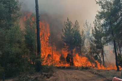 Bursa'da yanan bin hektar ormanlık alanla birlikte 600 milyon lira da kül oldu!