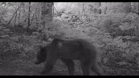 Bursa'da ayı yavruları fotokapana takıldı