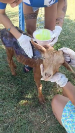 Çanakkale'de orman yangınında yanan keçi Bursa'ya getirildi