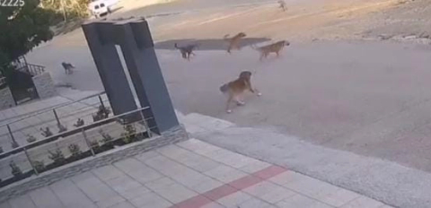 Bursa’da köpek saldırısından son anda kurtuldular!  O anlar kamerada