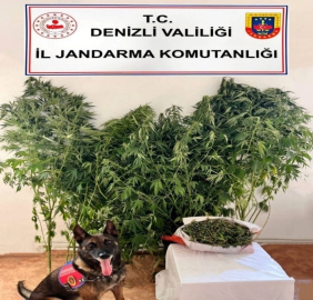 Denizli'de 24 kök kenevir, 2,5 kilo esrar ele geçirildi