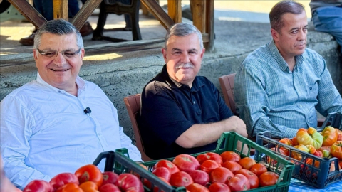 Sinop'ta coğrafi işaretli Boyabat Gazidere domatesinin hasadı başladı