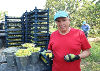 Bursa'da incir hasadı başladı