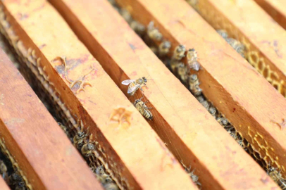 İnegöl bal üretiminde kalitesiyle dikkat çekti