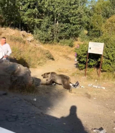 Kucağında bebekle ayı saldırısına uğradı