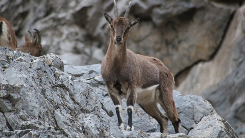 'Koruma altındaki' dağ keçileri ihaleyle öldürülüyor