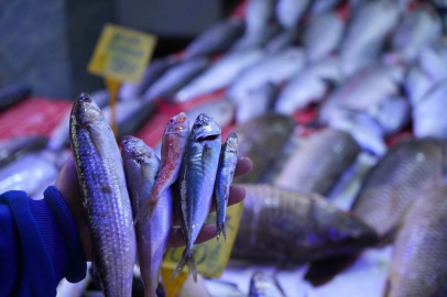 Bursa'da balıkçılar hamsi ve istavrit doyacak!