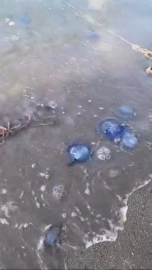 Gemlik'te denizanası istilası!