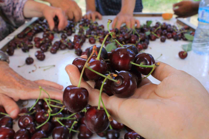 Bursa'da  çiftçiler ürün eksikliği ve dövizle boğuşuyor