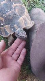 Bursa'da kaplumbağa ve bahçıvanın dostluğu kıskandırdı