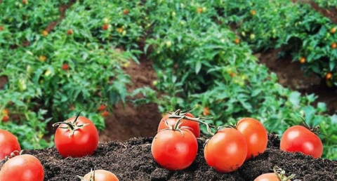 Endüstriyel yemek sektörü kendi hammaddesini üretecek